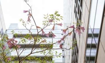 Tree blossoming